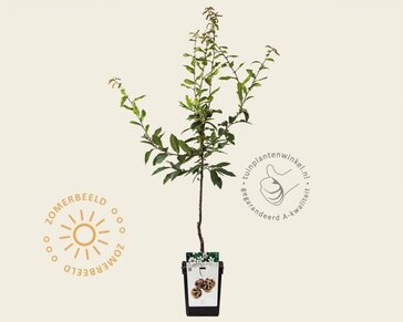 Mespilus germanica 'Westerveld' - mini