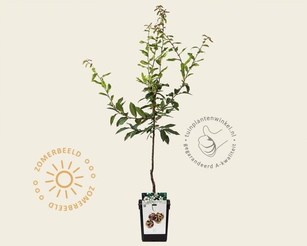 Mespilus germanica 'Westerveld' - mini