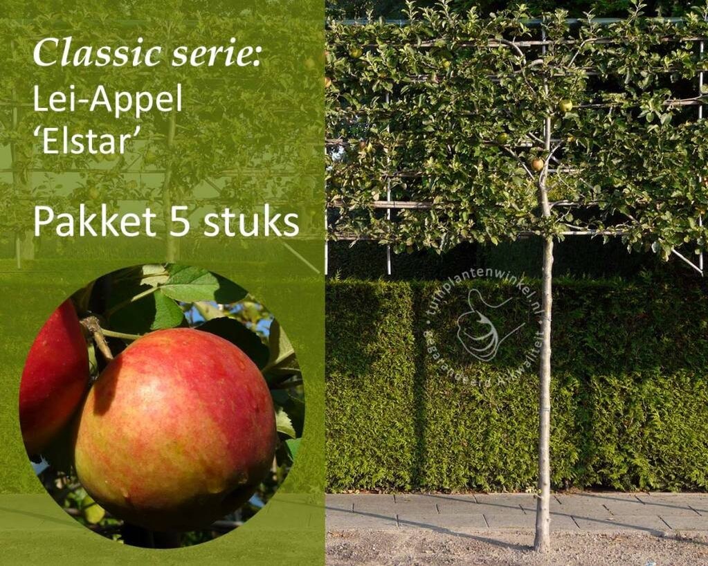 Lei-Appel 'Elstar' - Classic - pakket 5 stuks + EXTRA'S!