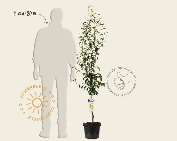 Pyrus communis 'Doyenne du Comice' - laagstam
