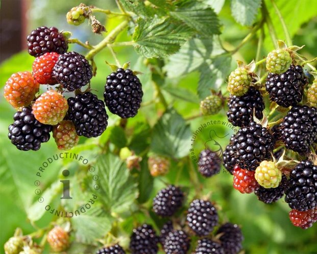 Rubus fruticosus 'Chester Thornless'