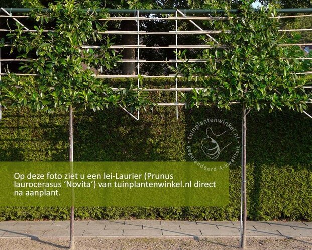 Lei-Laurier 'Novita' - Classic - pakket 3 stuks + EXTRA'S!