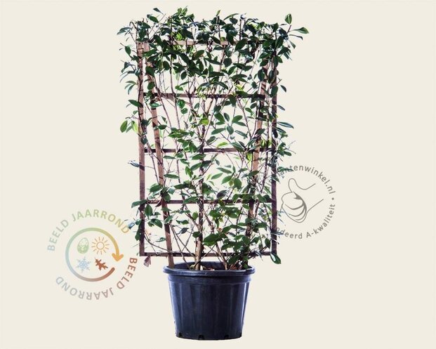 Photinia fraseri 'Red Robin' - In rek 70x120 cm