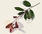 Photinia fraseri 'Red Robin' - In rek 070x120 cm Foto 4