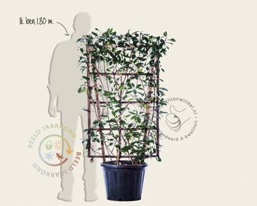 Photinia fraseri 'Red Robin' - In rek 70x120 cm