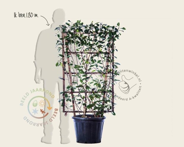 Photinia fraseri 'Red Robin' - In rek 70x120 cm