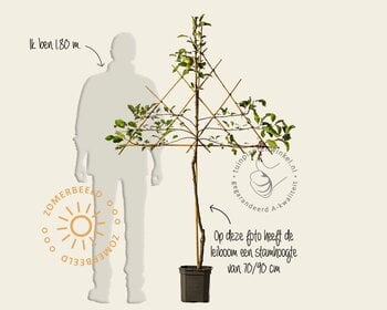 Malus domestica 'Golden Delicious' - lei-vorm