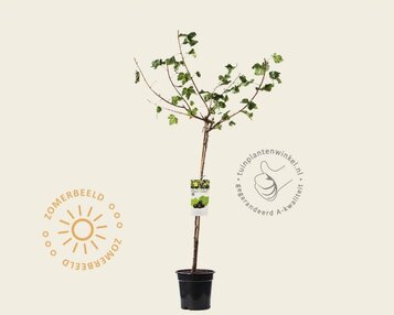 Ribes nidrigolaria 'Josta' op stam image