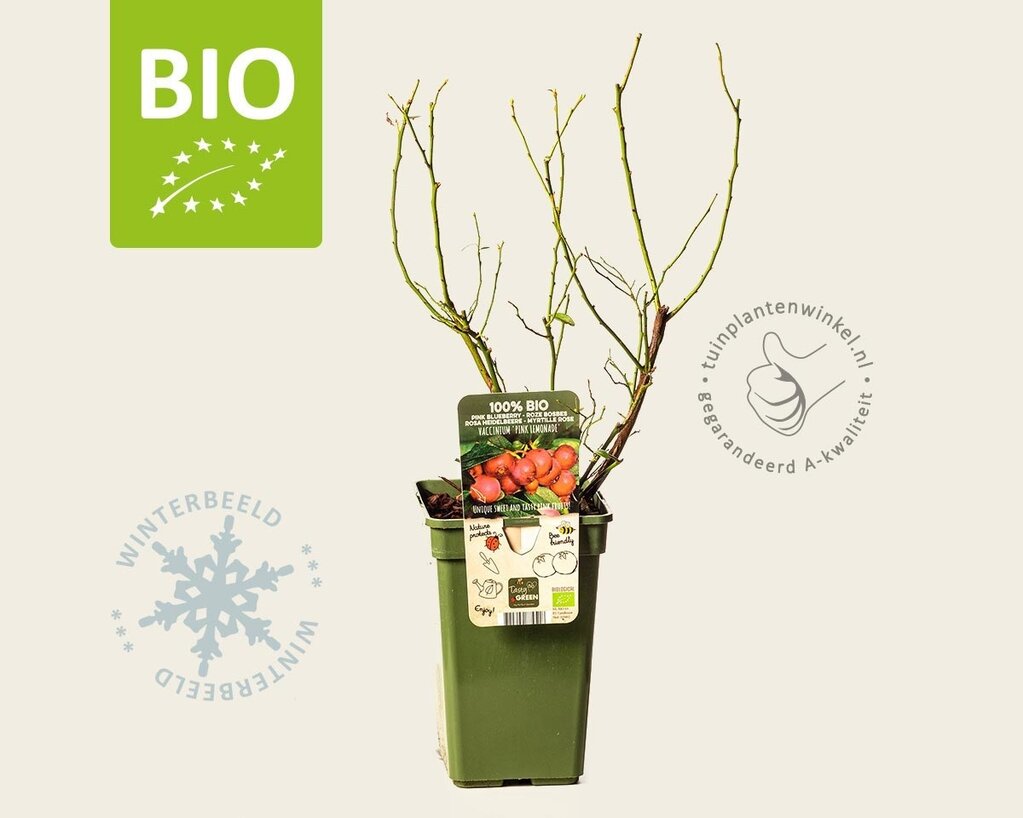 Vaccinium corymbosum 'Pink Lemonade' - BIO