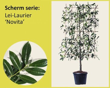 Lei-Laurier 'Novita' - Scherm
