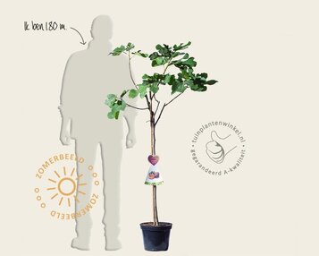 Ficus carica 'Napolitana' - halfstam image