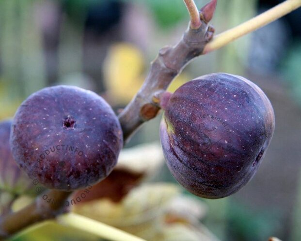Ficus carica 'Napolitana' - halfstam
