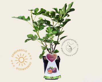 Ficus carica 'Napolitana' - struik image
