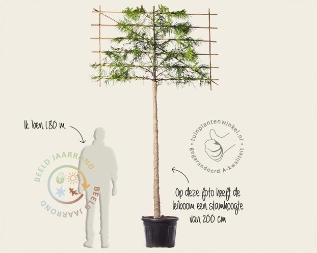 Lei-Conifeer 'Excelsa' - Basic - pakket 3 stuks + EXTRA'S!