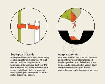 Lei-Conifeer 'Excelsa' - Basic - pakket 3 stuks + EXTRA'S!