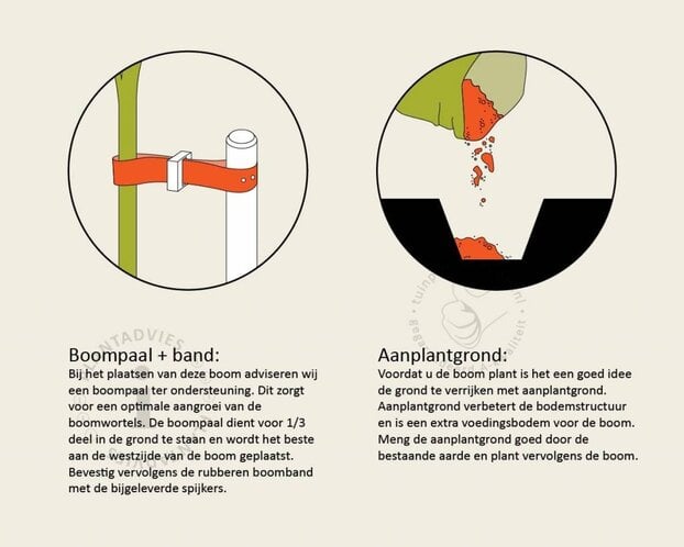 Lei-Conifeer 'Excelsa' - Basic - pakket 3 stuks + EXTRA'S!