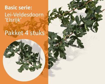 Lei-Veldesdoorn - Basic - pakket 4 stuks + EXTRA'S!