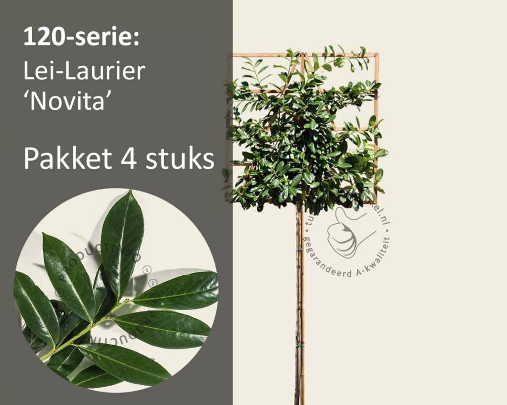 Lei-Laurier 'Novita' - 120 - pakket 4 stuks + EXTRA'S!