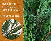 Lei-Conifeer leylandii - Basic - pakket 4 stuks + EXTRA'S!