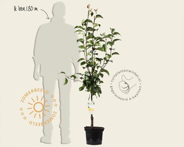 Pyrus pyrifolia 'Shinko' - laagstam