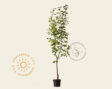 Pyrus pyrifolia 'Shinko' - laagstam