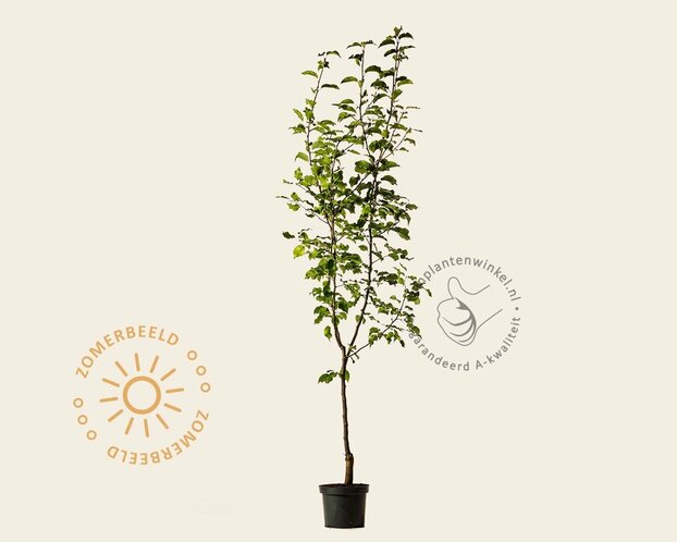 Pyrus pyrifolia 'Shinko' - laagstam