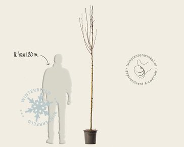 Pyrus communis 'Doyenne du Comice' - hoogstam