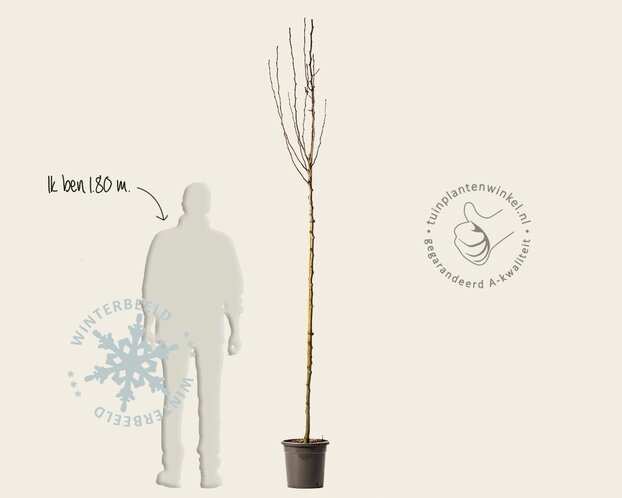 Pyrus communis 'Doyenne du Comice' - hoogstam