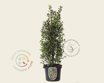 Ilex aquifolium 'Alaska' - in pot