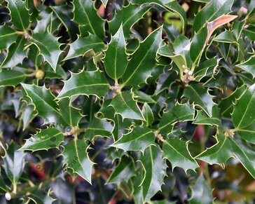 Ilex aquifolium 'Alaska' - in pot