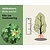 Acer campestre - blote wortel