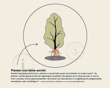 Acer campestre - blote wortel