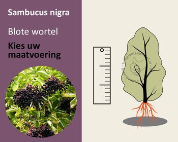 Sambucus nigra - blote wortel