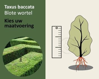 Taxus baccata - blote wortel