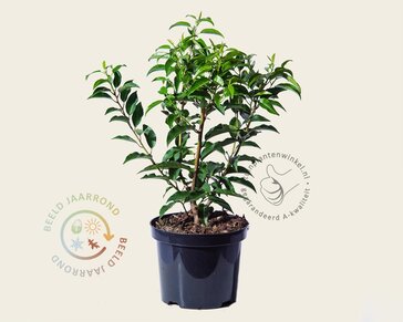 Prunus lusitanica 'Angustifolia' - in pot