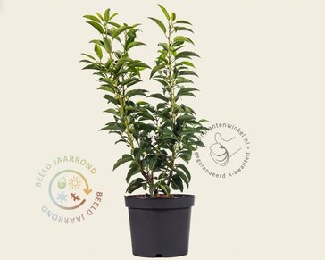 Prunus lusitanica 'Angustifolia' - in pot