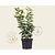 Prunus lusitanica 'Angustifolia' - in pot