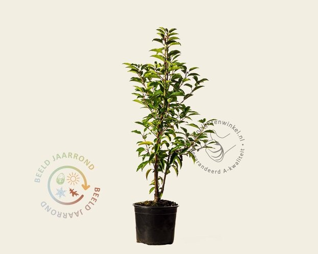 Prunus lusitanica 'Angustifolia' - in pot