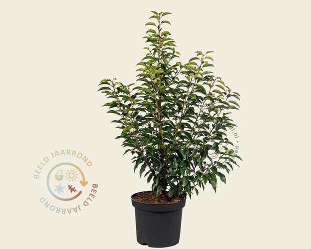 Prunus lusitanica 'Angustifolia' - in pot