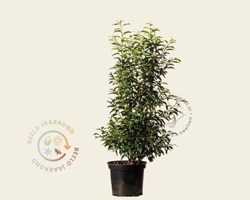 Prunus lusitanica 'Angustifolia' - in pot