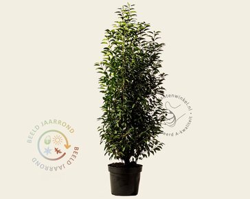 Prunus lusitanica 'Angustifolia' - in pot