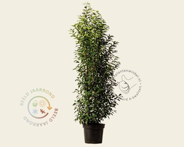 Prunus lusitanica 'Angustifolia' - in pot