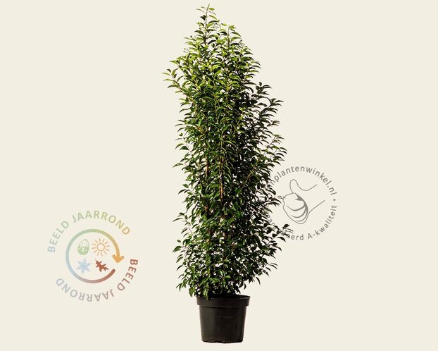 Prunus lusitanica 'Angustifolia' - in pot