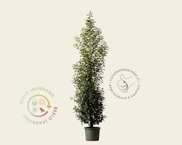 Prunus lusitanica 'Angustifolia' - in pot
