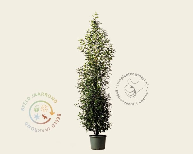 Prunus lusitanica 'Angustifolia' - in pot