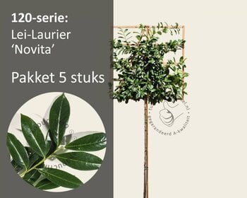 Lei-Laurier 'Novita' - 120 - pakket 5 stuks + EXTRA'S!