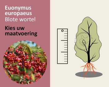 Euonymus europaeus - blote wortel