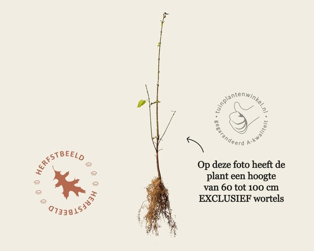 Euonymus europaeus - blote wortel
