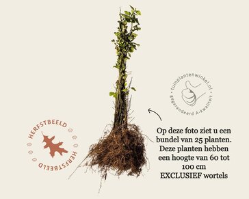 Euonymus europaeus - blote wortel