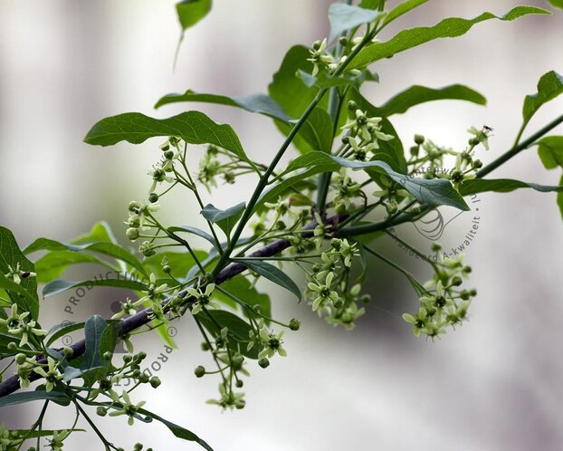 Euonymus europaeus - blote wortel
